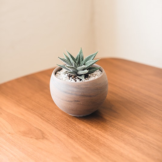 Plant Pot